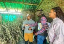 intsangu south african weed