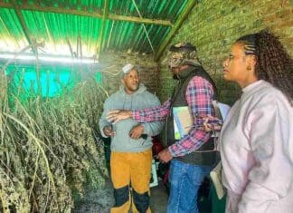 intsangu south african weed