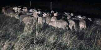 100 stolen sheep recovered in Tsolo police operation